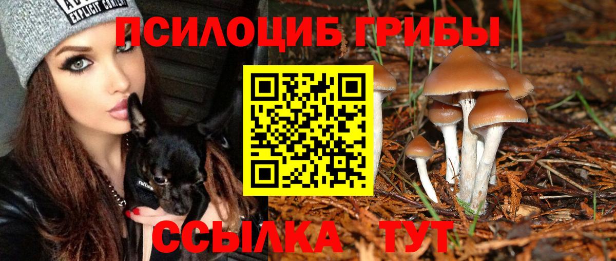 купить закладку  Псилоцибиновые грибы мицелий  Димитровград  Вход с VPN  Псилоцибиновые грибы Cubensis 